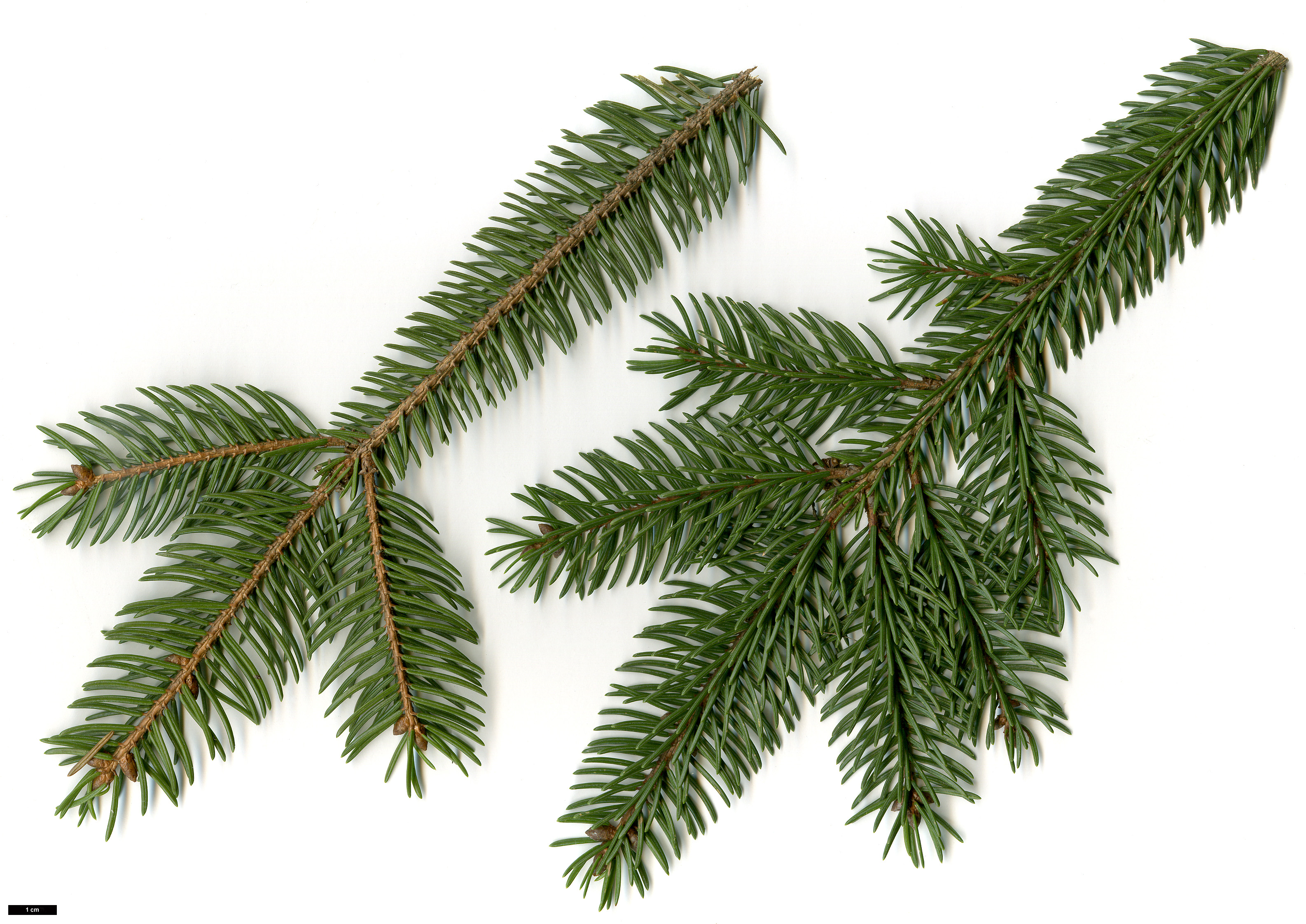 High resolution image: Family: Pinaceae - Genus: Picea - Taxon: ×fennica (P.abies × P.obovata)